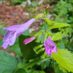 Clinopodium grandiflorum