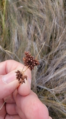Rhynchospora microcarpa