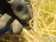Acrida conica