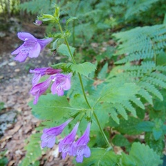Clinopodium grandiflorum