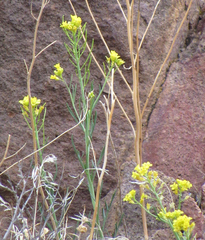 Sisymbrium linifolium