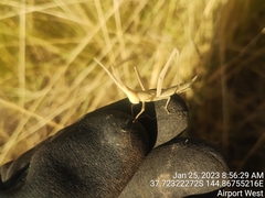 Acrida conica