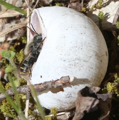Osmia aurulenta