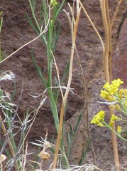 Sisymbrium linifolium