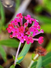 Arachnothryx leucophylla