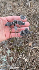 Pycnanthemum incanum