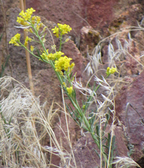 Sisymbrium linifolium