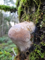 Fomitopsis