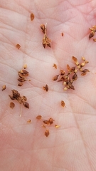 Rhynchospora microcarpa