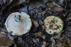 Lactarius acerrimus