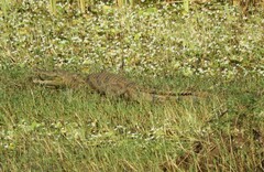 Crocodylus suchus