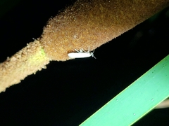 Scieropepla typhicola