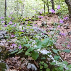 Clinopodium grandiflorum