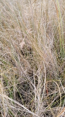 Rhynchospora microcarpa