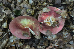 Russula lepida