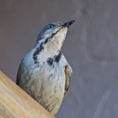 Cichladusa arquata