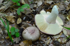 Russula olivacea