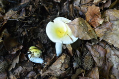 Russula raoultii