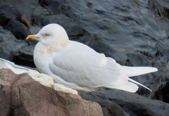Larus glaucoides glaucoides