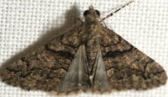 Lipogya exprimataria