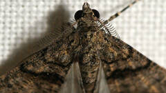 Lipogya exprimataria