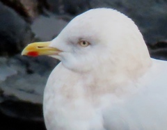 Larus glaucoides glaucoides