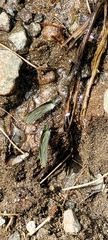 Leptophobia