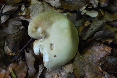 Russula violeipes