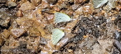 Leptophobia