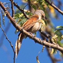 Cichladusa arquata