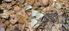 Leptophobia