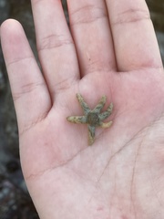 Leptasterias hexactis