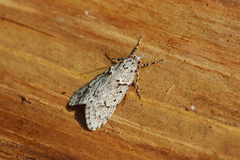 Diurnea fagella