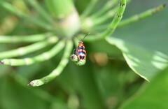Neolema aulica