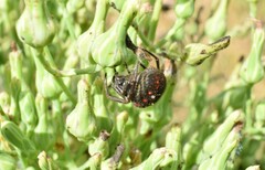 Parawixia bistriata