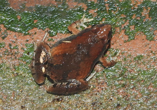 Microhylidae