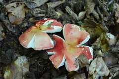 Russula lepida