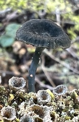 Arrhenia chlorocyanea