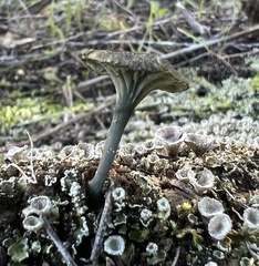 Arrhenia chlorocyanea