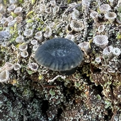 Arrhenia chlorocyanea