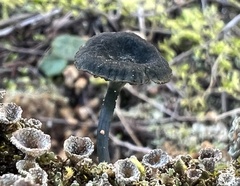 Arrhenia chlorocyanea