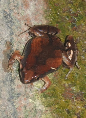 Microhylidae