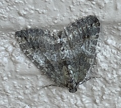 Hydriomena nubilofasciata