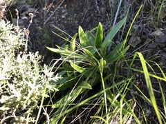 Dudleya lanceolata