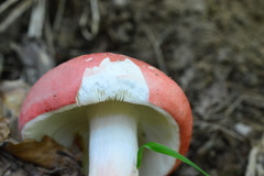 Russula lepida