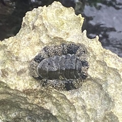 Acanthopleura granulata