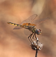 Urothemis edwardsii