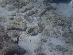 Lactophrys triqueter