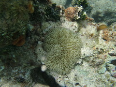 Stichodactyla helianthus