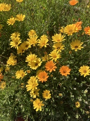 Dimorphotheca sinuata